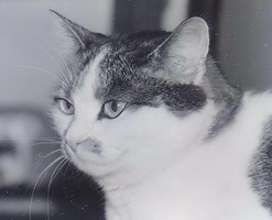 Mädel